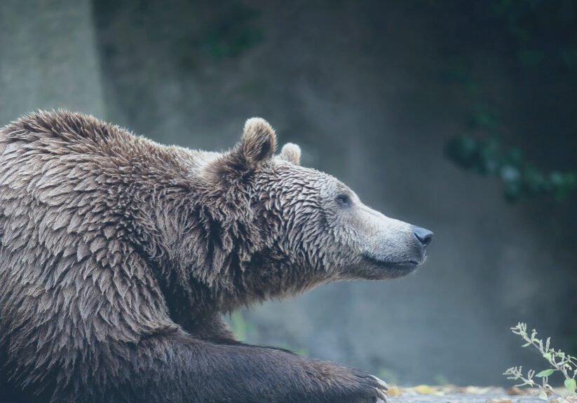 BearMarkets