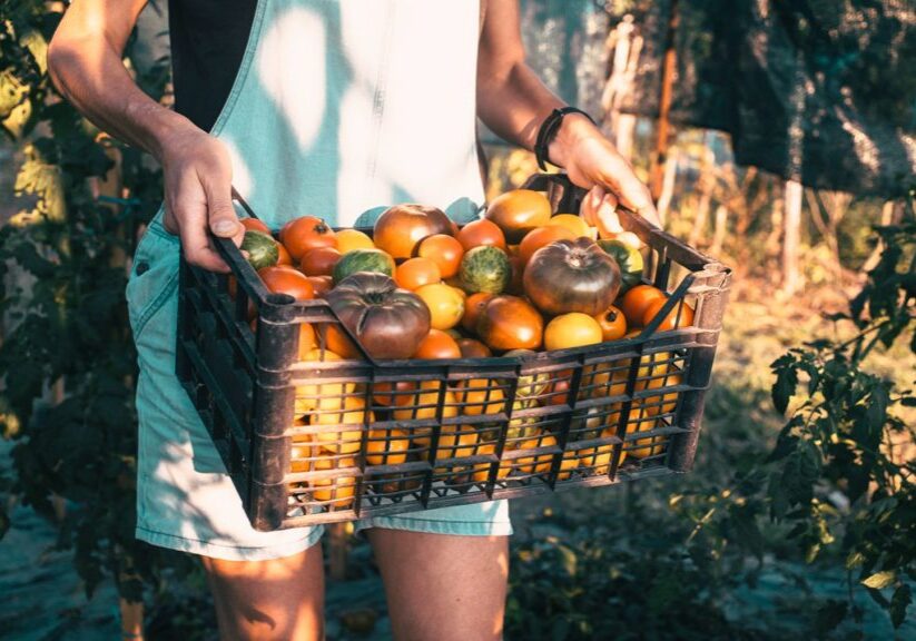 A woman carries a basket of multicolored apples